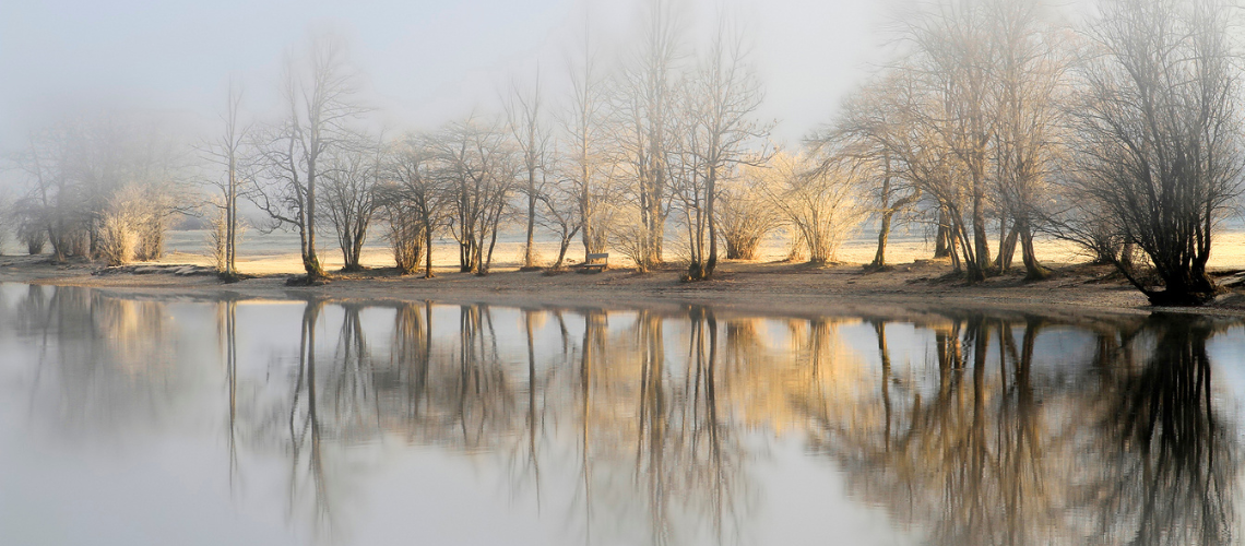 Potager Field Notes: January