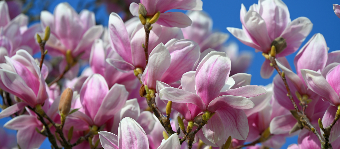 Potager Field Notes: April