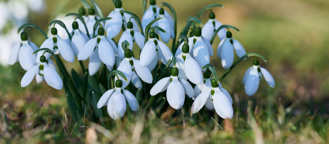Potager Field Notes: March